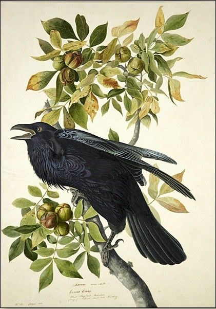 John James Audubon Raven